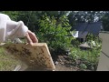 Beginner Beekeeper: Inspecting HIve