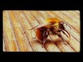 BEE DRUNK ON HONEY.♡cute♥