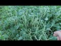 Fall Food Plot Tour! Clover, Beans, Brassicas, Corn, Sorghum