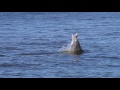 Sailboats and Dolphin Eating Fish