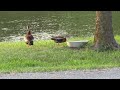 Black Belly Whistling duck Wing Dance