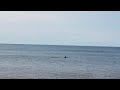 Dolphin Pod Just Offshore | Davis Park Fire Island