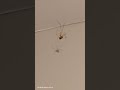 A Spider in action