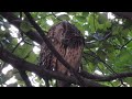 Eurasian Eagle Owl in Central Park NYC Flaco Keeps Enjoying Freedom after Escaping from Zoo