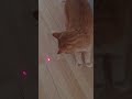 Cat Laser Fun: Watch My Feline Master the Chase!🐾😻
