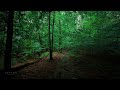 Rainy Lush Forest Walk, Walking in Thunderstorm ASMR, Nature Sounds for Sleep