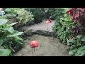 flamingos of Key West Florida