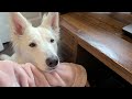 Things I can’t do anymore since owning a White Swiss Shepherd