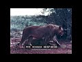 ” SOUTH AFRICAN SCENE — THE KRUGER NATIONAL PARK ”  1950 SOUTH AFRICA TRAVELOGUE FILM XD30224