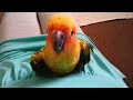 Very cute baby Sun Conure (Rascal) enjoying a scratch.