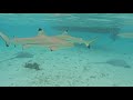 French Polynesia Snorkeling & Diving