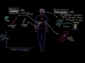 Telomeres and cell senescence | Cells | MCAT | Khan Academy