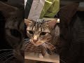 POV you try to get clothes from your wardrobe and you have a cat #viral
