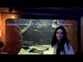 Shedd Aquarium Chicago - Walking Tour - Full Walkthrough  - 4K