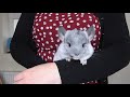 Which makes the best pet male or female chinchilla?