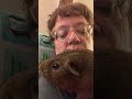 Kaye's Guinea Pigs is live!