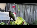 Ruby throated humming bird up close