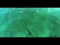 Drone Footage of Great White Sharks, Surfers, & Dolphins Together All at Once.