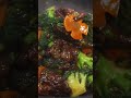 15 Minute Beef & Broccoli That Will Change Your LIFE!