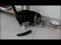 Cats Scared by Cucumbers Compilation