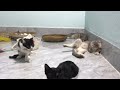 Best Funniest Animal Videos 2024😸🐶Funny Dogs And Cats Videos Of The year🤣