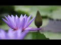 THE PERFECT CALMING BINAURAL MUSIC TO PRATICE LOTUS MEDITATION