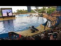 Loro Parque (Park) Tenerife 4k 2018 - ORCA SHOW