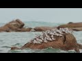 Photographier les oiseaux : le Bécasseau sanderling