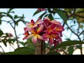 Pathways - The Baha'i Gardens in the Holy Land