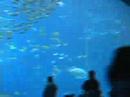 Atlanta Aquarium 10