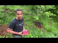 Strawberry Disaster:  Our Entire Harvest Wiped Out!