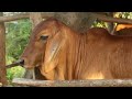 True Facts About Cows | Fun Fact Cow Video