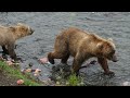 Visit Brooks Falls Katmai National Park | Alaska Brown Bear Viewing