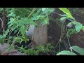 Ivy, (the front porch kitty) catches a Texas Spiny Lizard.