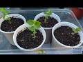 How to Grow Apricot from Seed - A Quick Guide on How to Germinate Apricot Seeds