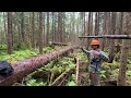 Solo Day Timber Falling - Stihl MS 660 Magnum