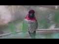 Beautiful Bird Sounds | Hummingbird | Breathtaking Nature | Stress Relief & Healing Ambiance