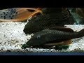 琵琶行 異形魚 Pleco L273 鐵達尼史泰龍 Pseudacanthicus sp.