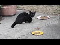 Saving A Family Of Feral Kittens Part 1- Cat Video Compilation