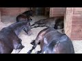 Horses, Peacefully Farting and Snoring