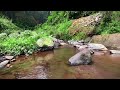Peaceful Forest River - Soothing River Sounds - 3Hour Duration - Flowing Water ASMR