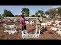 I Started With 70 Goats Now I Have Over 3000 High Grade Goats Giving Me Dollars, Hamiisi Semanda