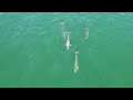 Atlantic Bottlenose Dolphins, Long Island NY (4K Drone Footage)