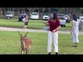 神鹿水飲んでる鹿が可愛い🩷外国人観光客も釘付け🦌奈良公園