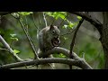 Montanhas, Riachos, Cascatas, Céu, Flores, Animais e Música para Melhorar o Dia com Boas Vibrações!