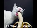 Banana man by tally hall but its cats