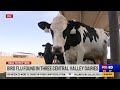 California dairy cows test positive for avian influenza