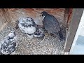 Watch These Peregrine Falcons Become Fierce Parents | Deep Look