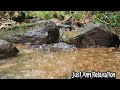 3 hours babbling brook in the forest - Relaxing sound of water for sleeping 😴