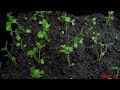 How To Grow Chinese Celery. Cách Trồng Rau Cần Tàu.